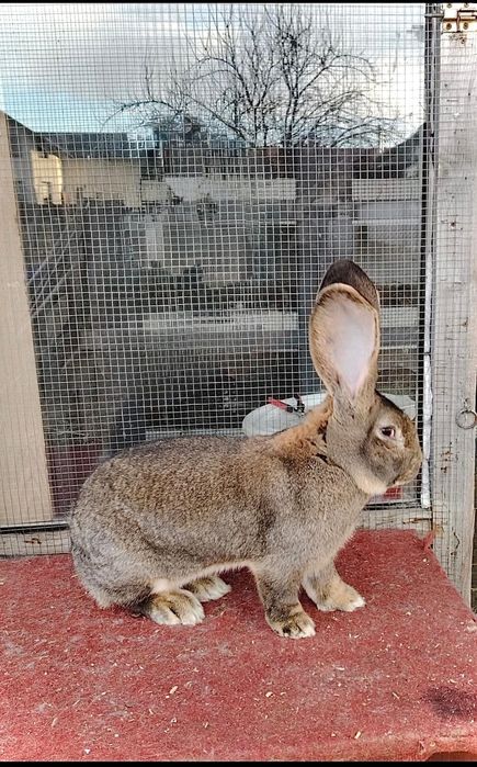 Mascul de Uriaș gri german 96.5 expo