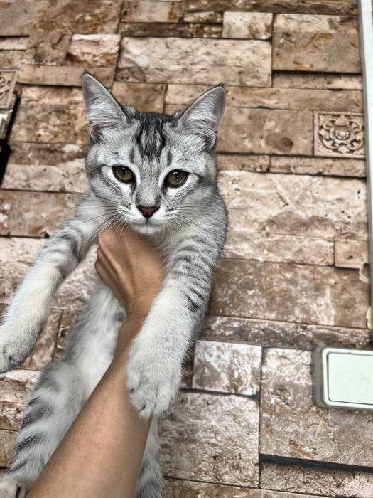 4 oylik erkak Silver Tabby mushukcha: 500 000 so’m