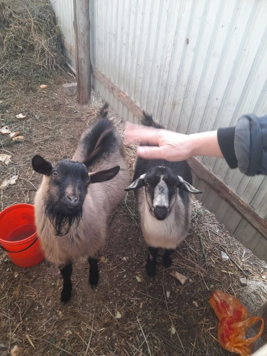 Сатылады Саудасыбар