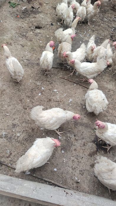 Куры несушки 1400