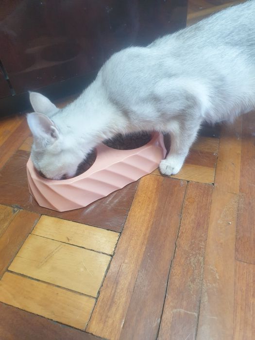 Срочно отдам кошечку