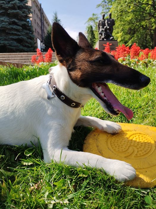 Гладкошёрстный фокстерьер. Вязка!