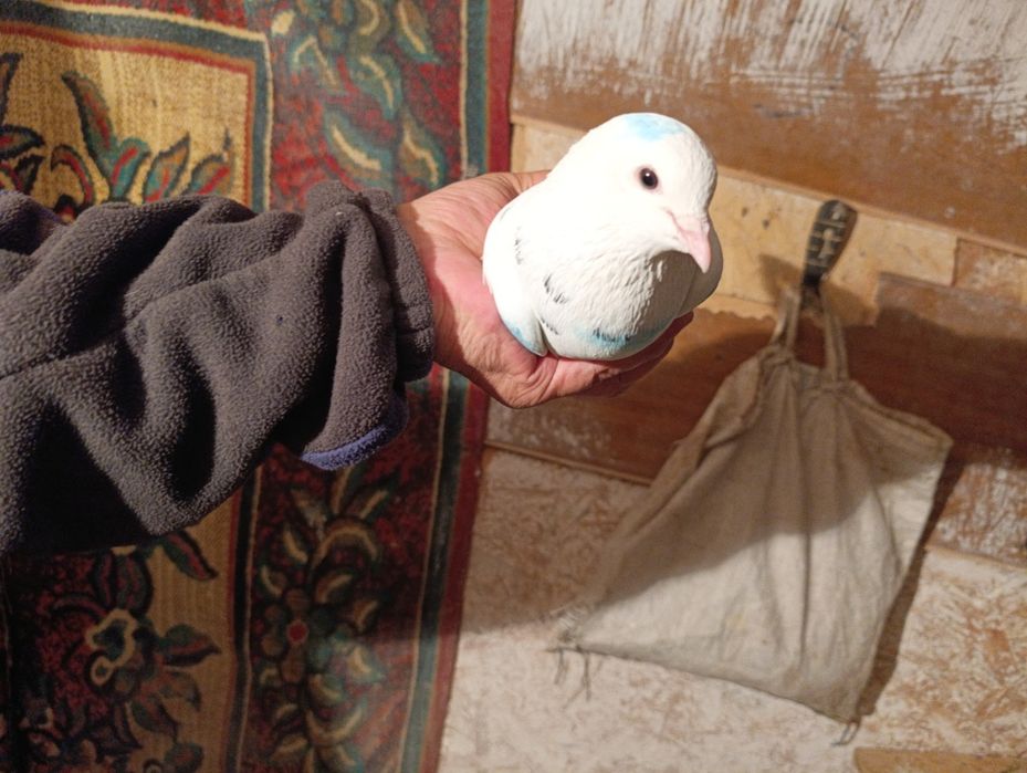Голуби бакинцы год
