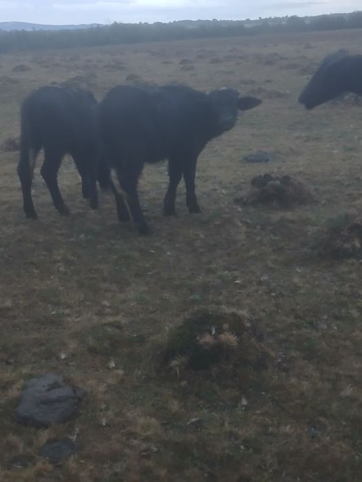 Vând vitei de bivola pentru sacrificare sau pentru ținut.