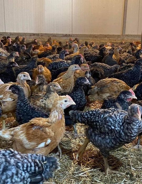 Pui Alb de carne  pui rasă mixta roșu kabir și porumbac