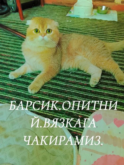 ВЯЗКАГА.киз мушуу