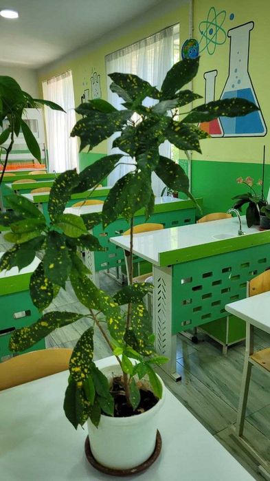 комнатные цветы домашние