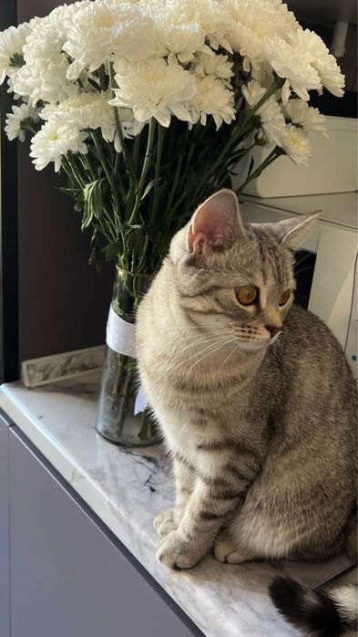 Шотландская кошка