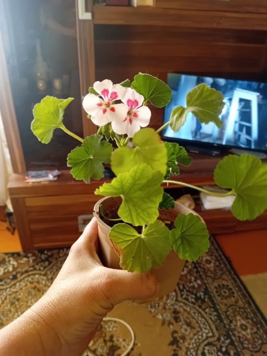 Продам пеларгонию