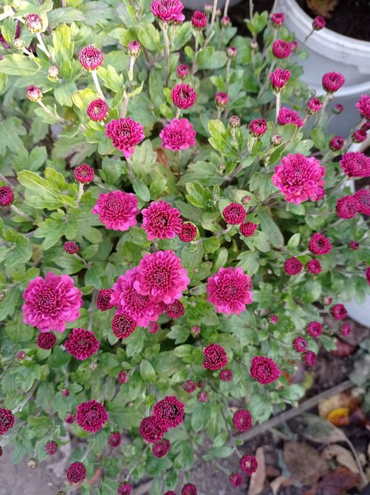 Хризантема недельная распродажа