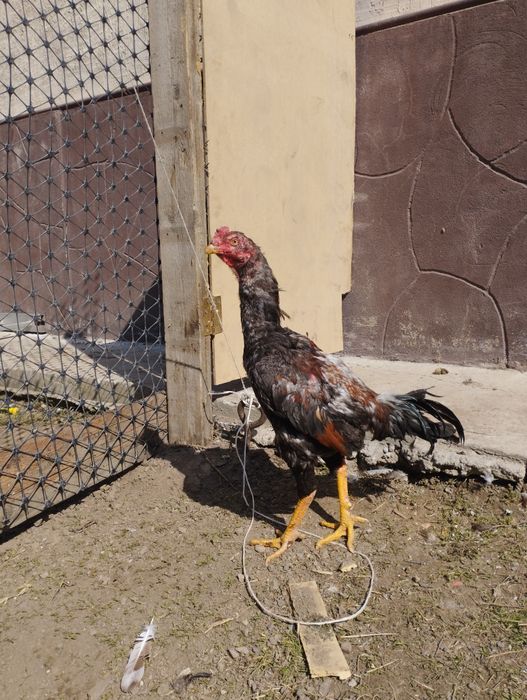 Продам петуха дакан 8 месяцев