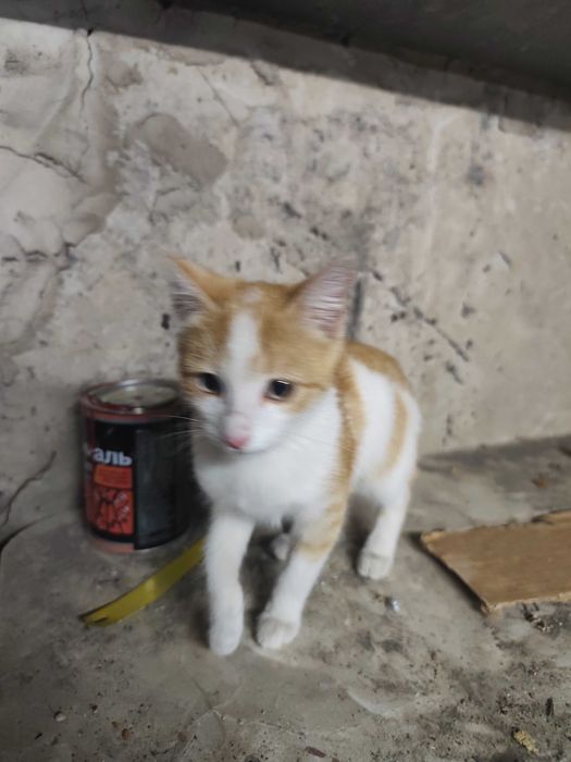 Рыжий ласковый котенок ищет дом