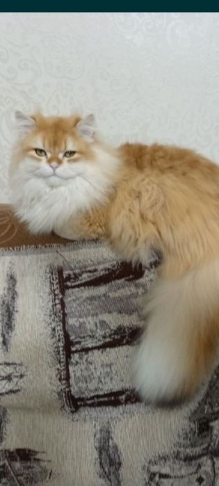 Девочка золотая шиншила