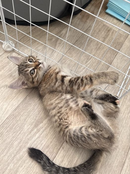 Котенок девочка 3 мксяца