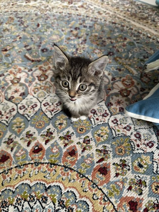 Отдам в надежные добрые руки. Котенок
