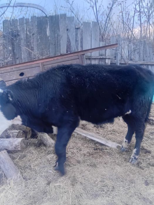 Продам 3 телок от молочных коров