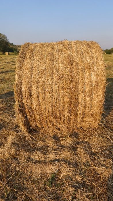 Baloți de fân de vânzare