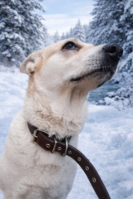 Ищем добрые руки для Лексы