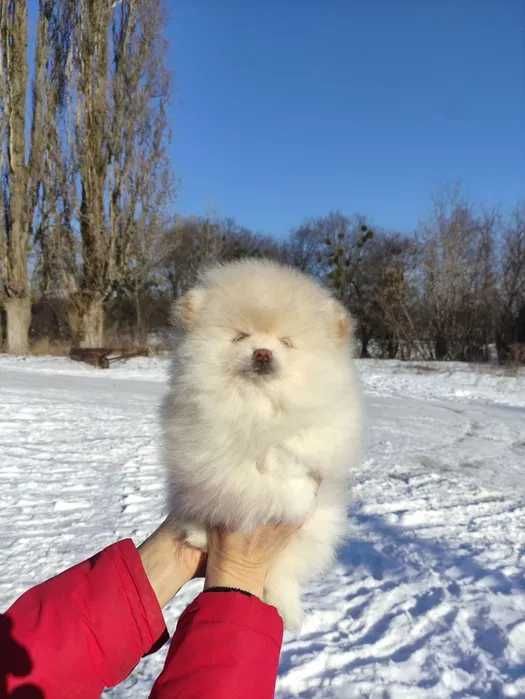 Померанский шпиц 2 девочки