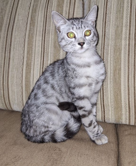 Подари Женевьеве семью