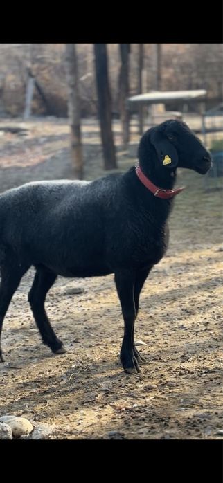 Саулык сатылады линия корабль