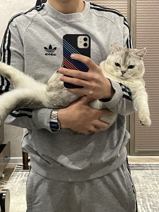 Продается кот, Серибристая Шиншилла