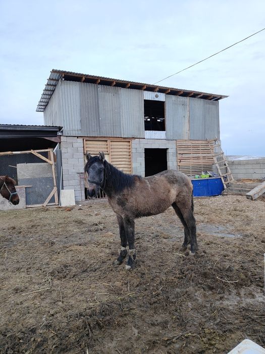 Жабағы Тай шығарлар сатылады