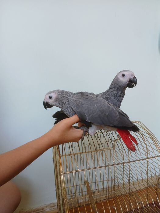 Жако Конго выкормыш  ручной