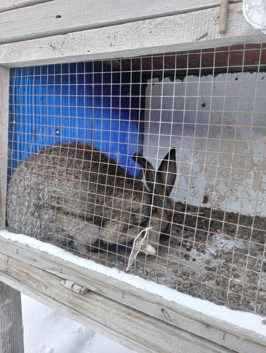 Кролики продаются, от 2.т.тенге