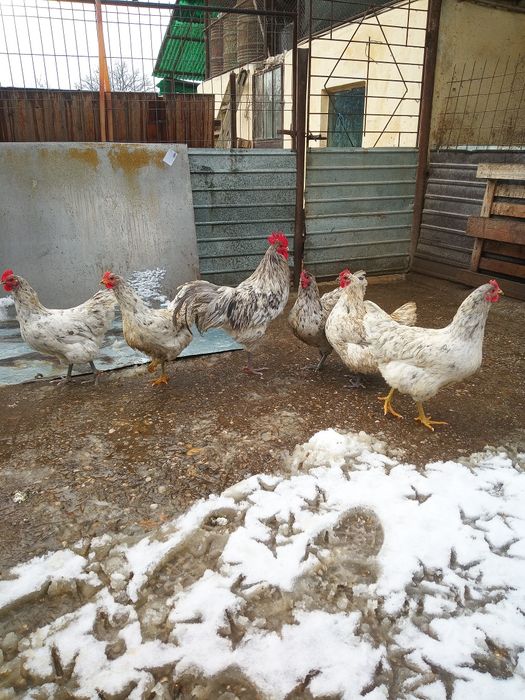 Australorp - Oua pentru incubat