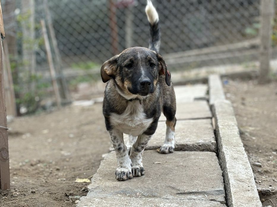 Подарява се бебе Лари