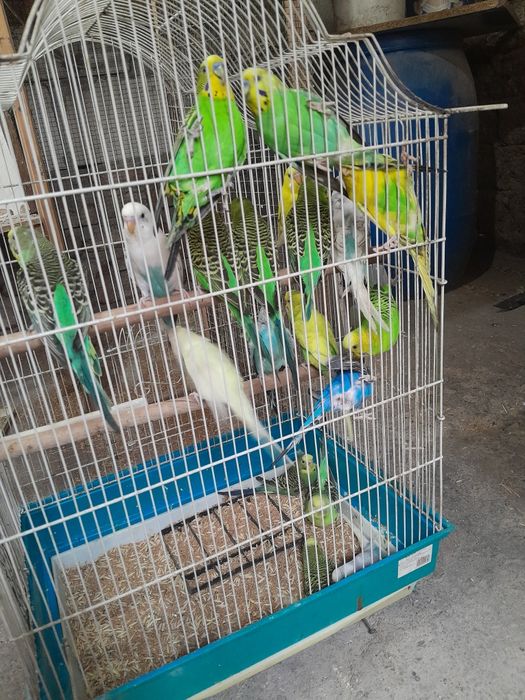 Vând pui de peruși foarte blanzi