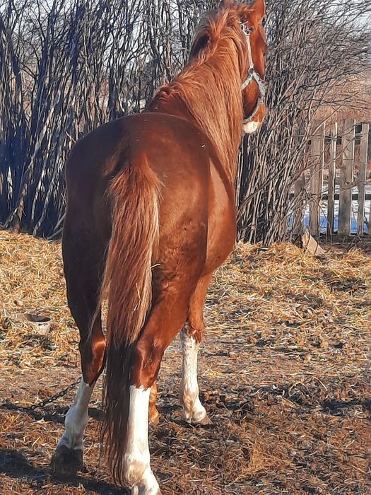 Жеребец, Айғыр, продам 6 летка