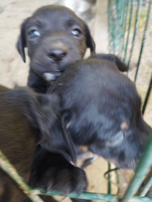 Подарявам кученца