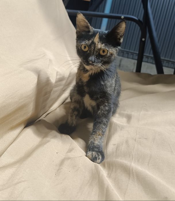 Котенок в добрые руки