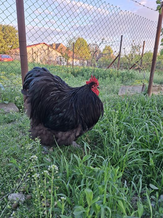 Vând găini Orpington Negru