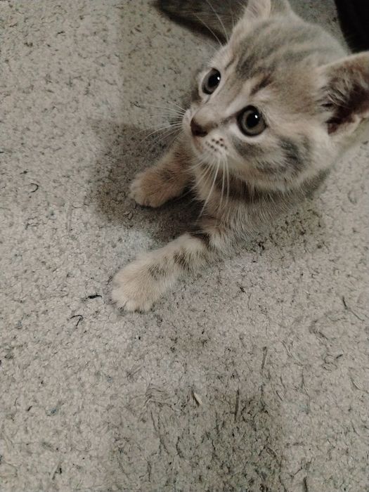 Продам котят британцы