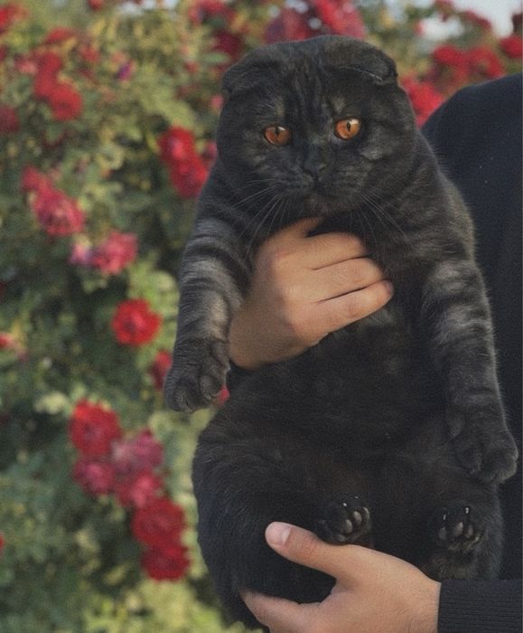 Продам шикарных шотландских вислоухих котят!