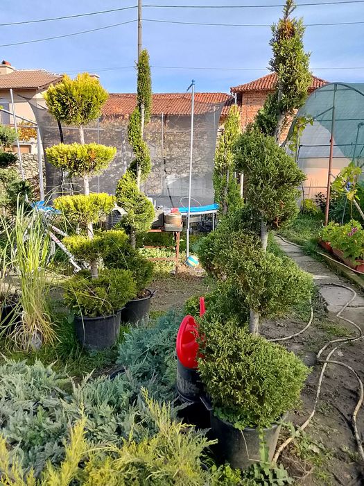 Лавровишна за жив плет 4лв