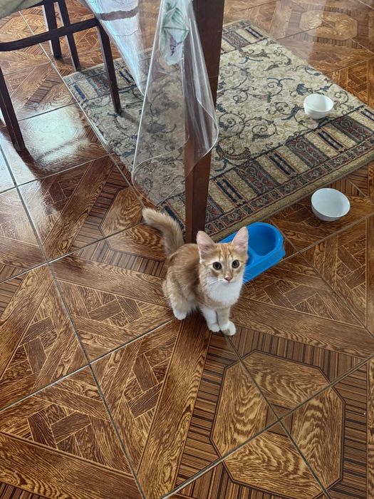 Котенок мальчик 4.5 мес/Мысық
