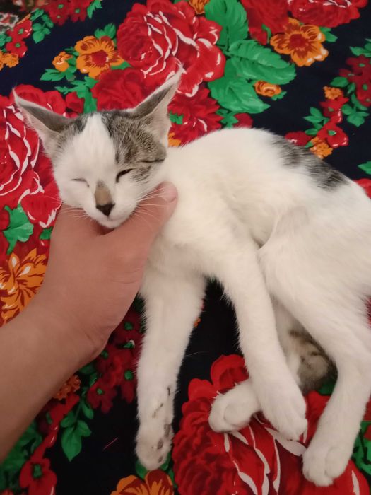 Oppoq Mushuk sotiladi