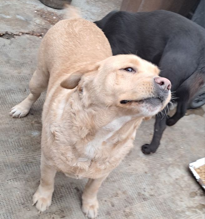 Donez Labrador Retriver Femela