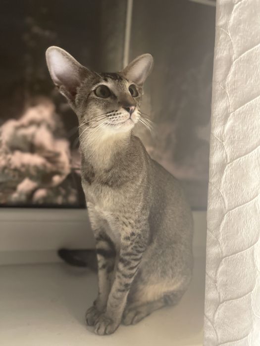 Срочно вязка ориентальной кошки