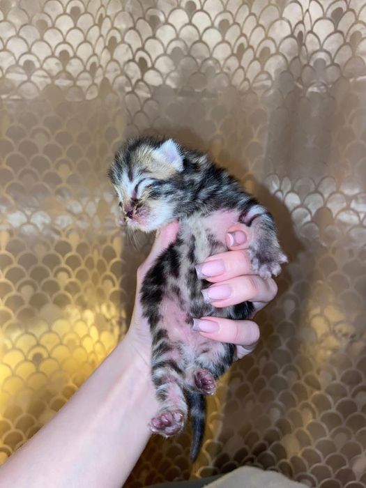 Шотландские котята