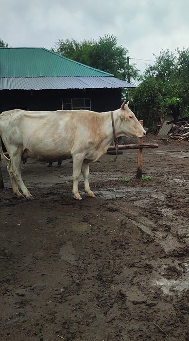 Продам дойную корову.
