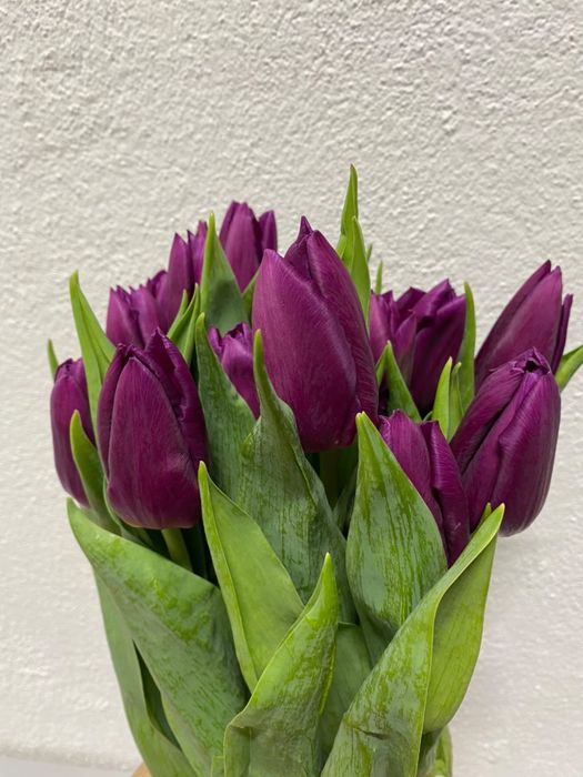 Тюльпан цветы оптом