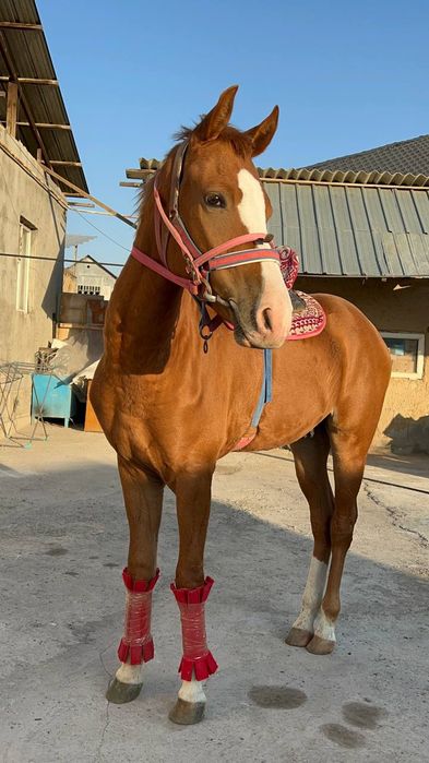 Таза  қанды  тай.