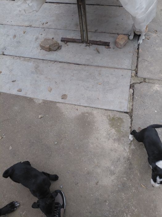 Отдам щенят в хорошие руки безплатно