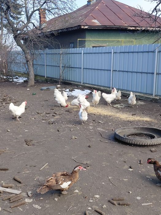 Ouă Australorp alb pentru incubat – găini crescute liber