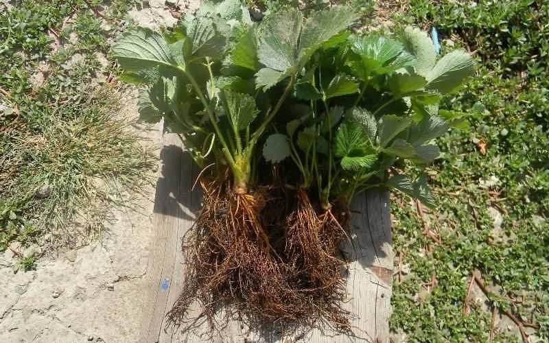 Разсад директен внос от холандия